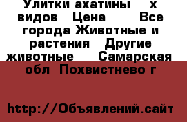 Улитки ахатины  2-х видов › Цена ­ 0 - Все города Животные и растения » Другие животные   . Самарская обл.,Похвистнево г.